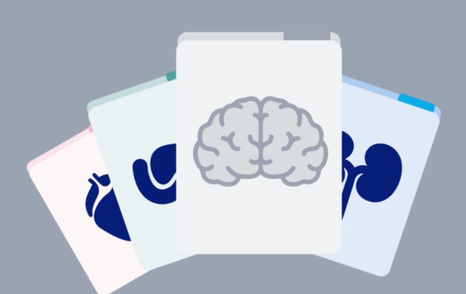 Übersicht zu Begleiterkrankungen bei Diabetes: Niere, Herz-Kreislauf, Gefäße und Gehirn.